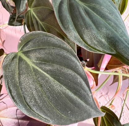 Micans Philodendron Cutting