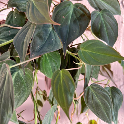 Micans Philodendron Cutting
