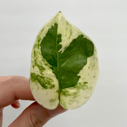 Pearls & Jade Pothos Cutting
