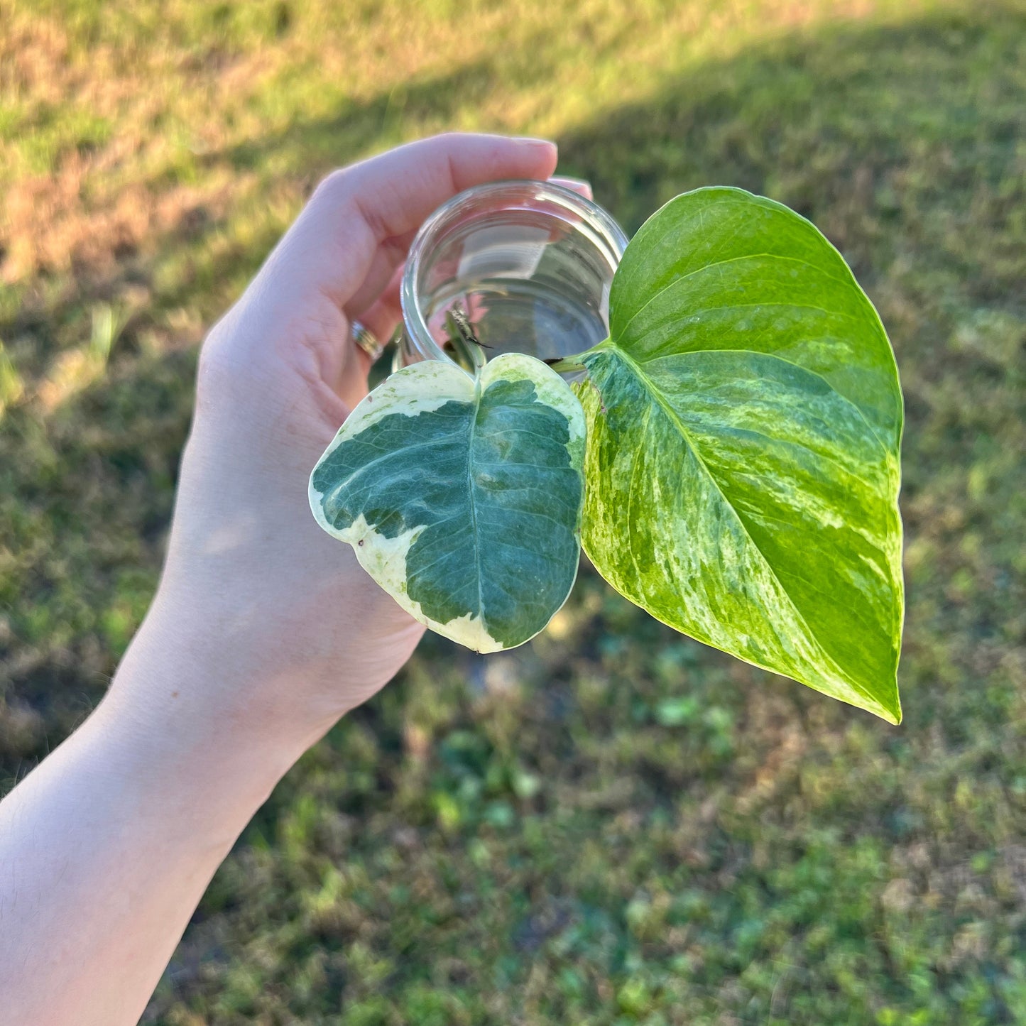 Pearls & Jade Pothos and Marble Queen Pothos