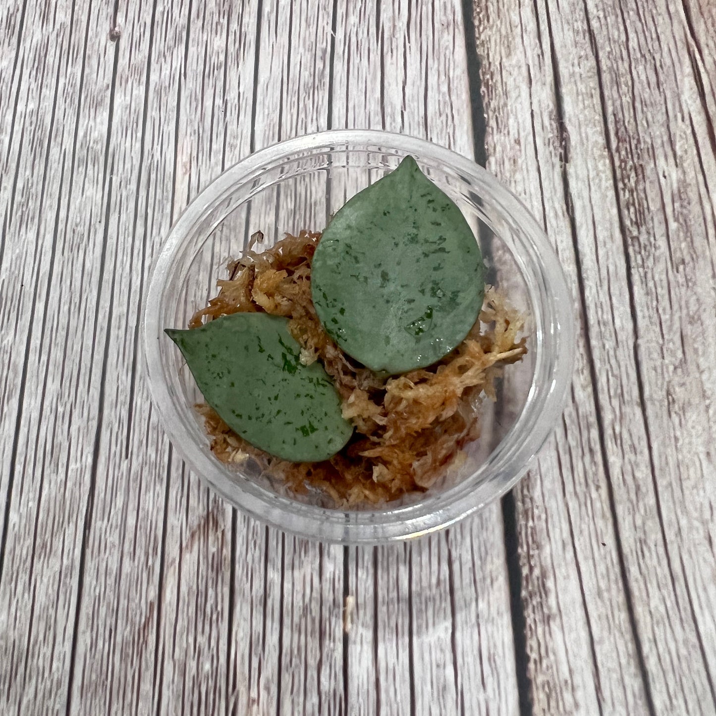 Hoya Krohniana Cutting