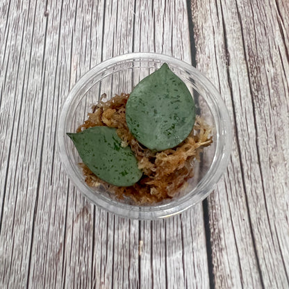 Hoya Krohniana Cutting
