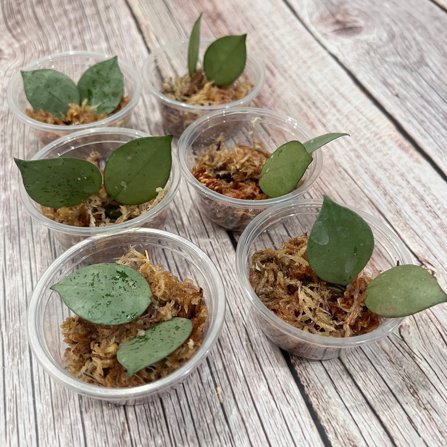 Hoya Krohniana Cutting