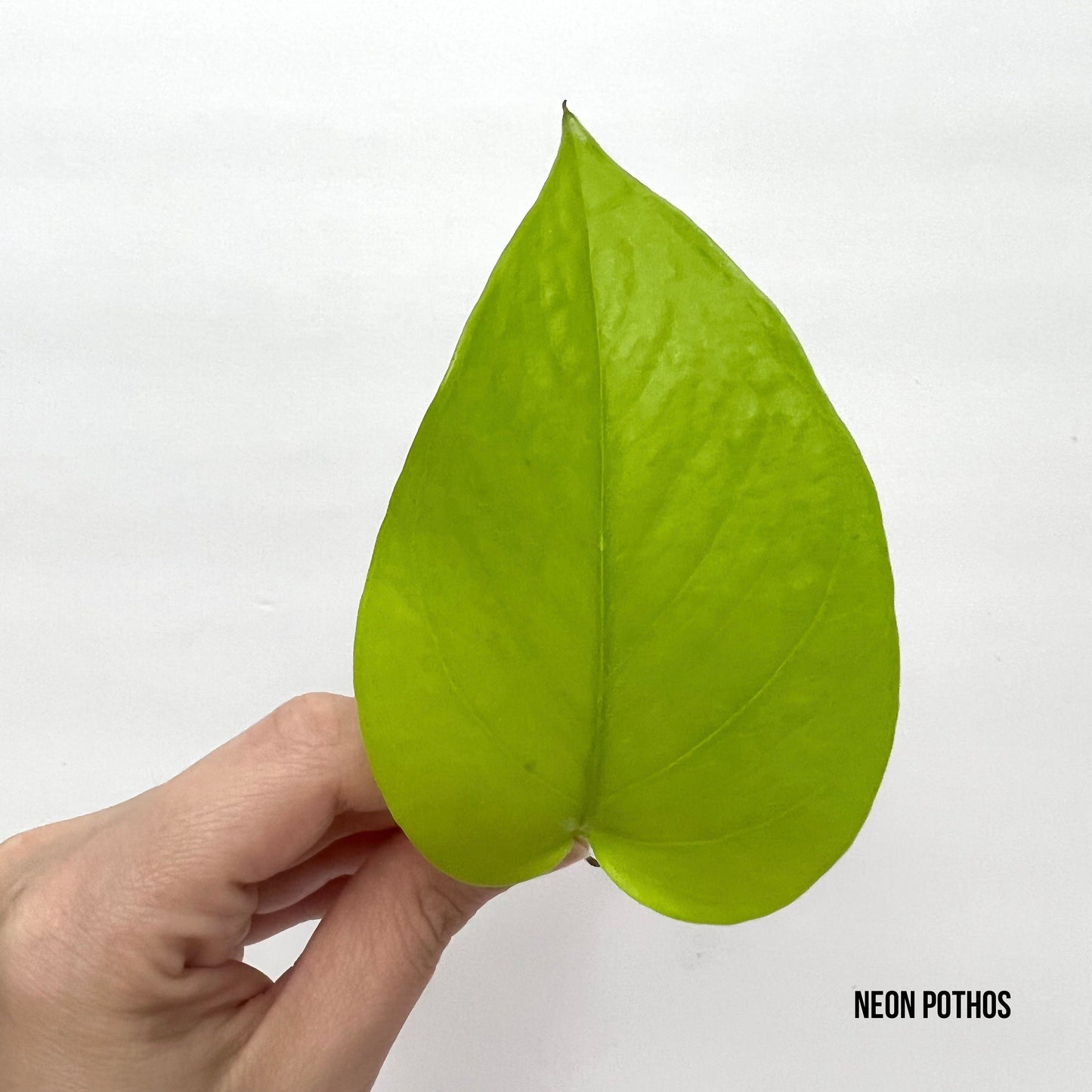 Neon Pothos Cutting