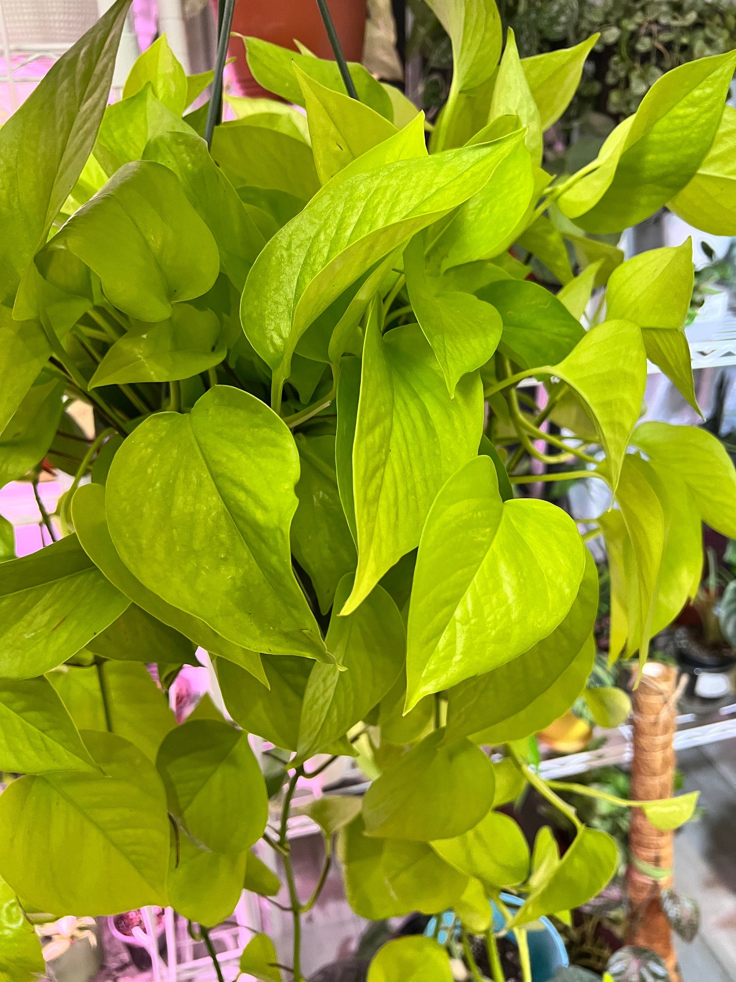 Neon Pothos Cutting