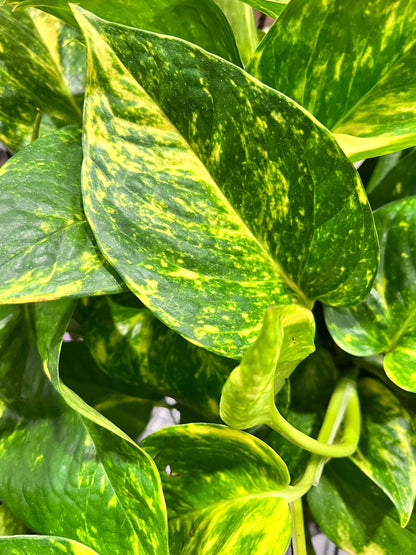 Golden Pothos Cutting
