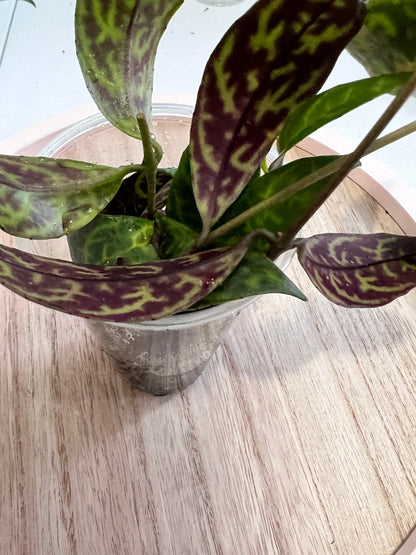 Aeschynanthus Lipstick 'Black Pagoda' Cutting
