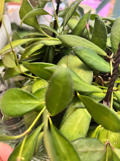 Hoya Bilobata DS-70 Cutting