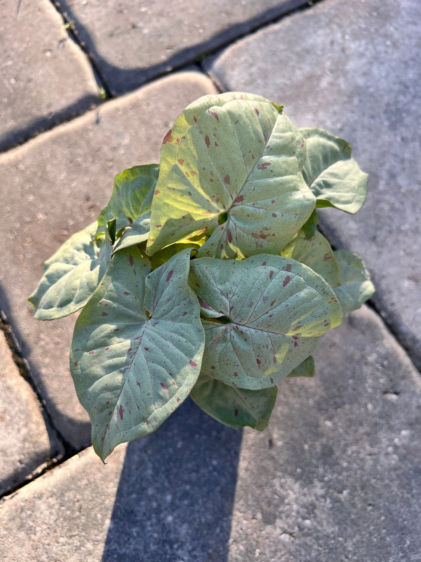Syngonium Milk Confetti 4"