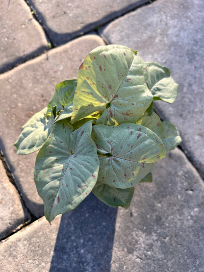 Syngonium Milk Confetti 4"
