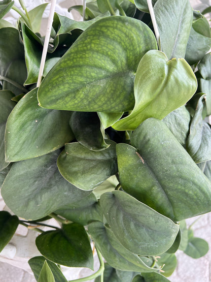 Scindapsus Jade Satin Cutting/4" Plant