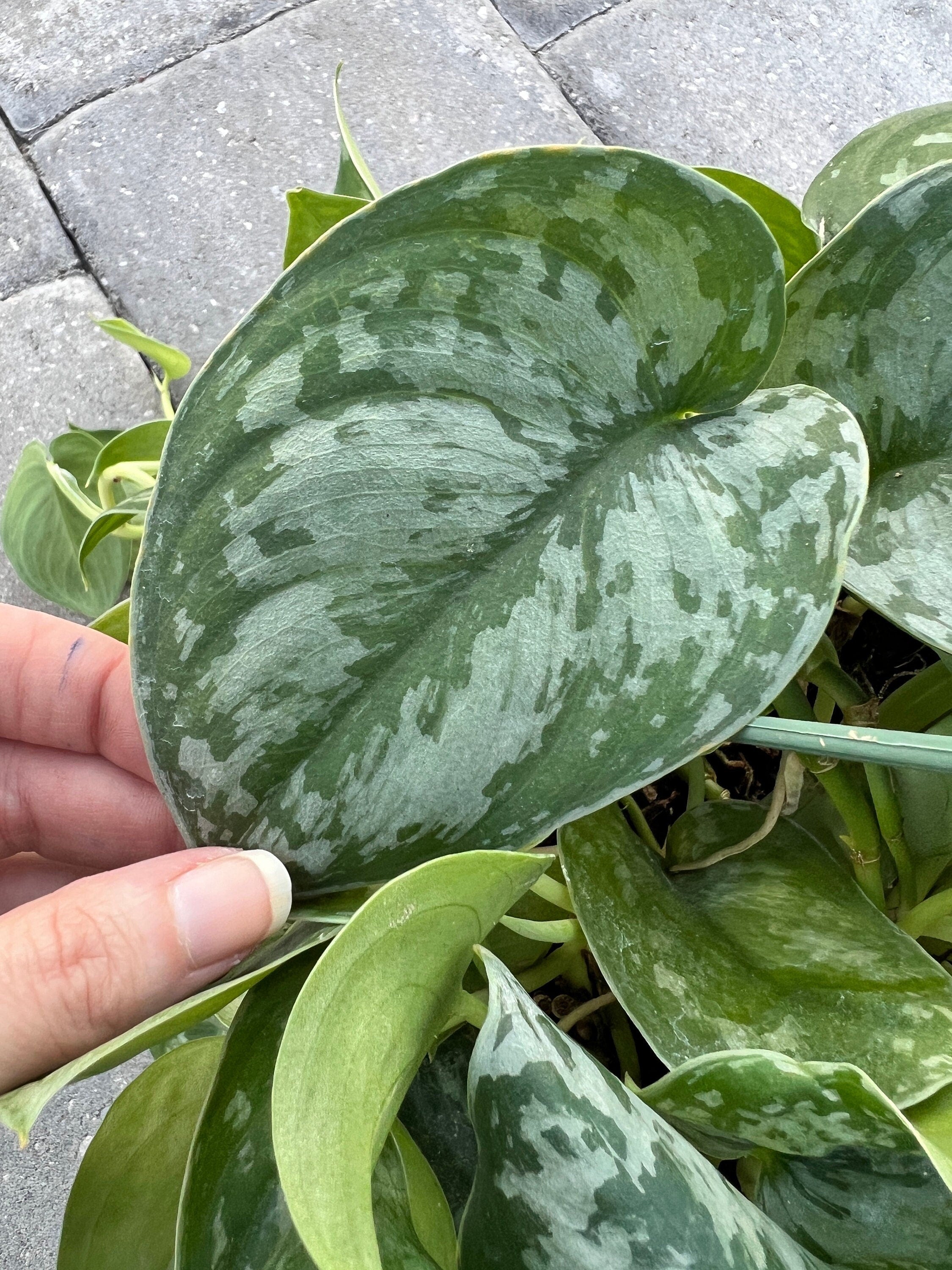 Scindapsus Silver Satin Splash Cutting