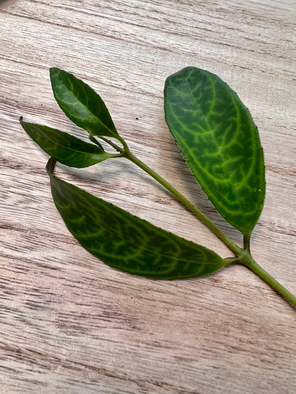 Aeschynanthus Lipstick 'Black Pagoda' Cutting