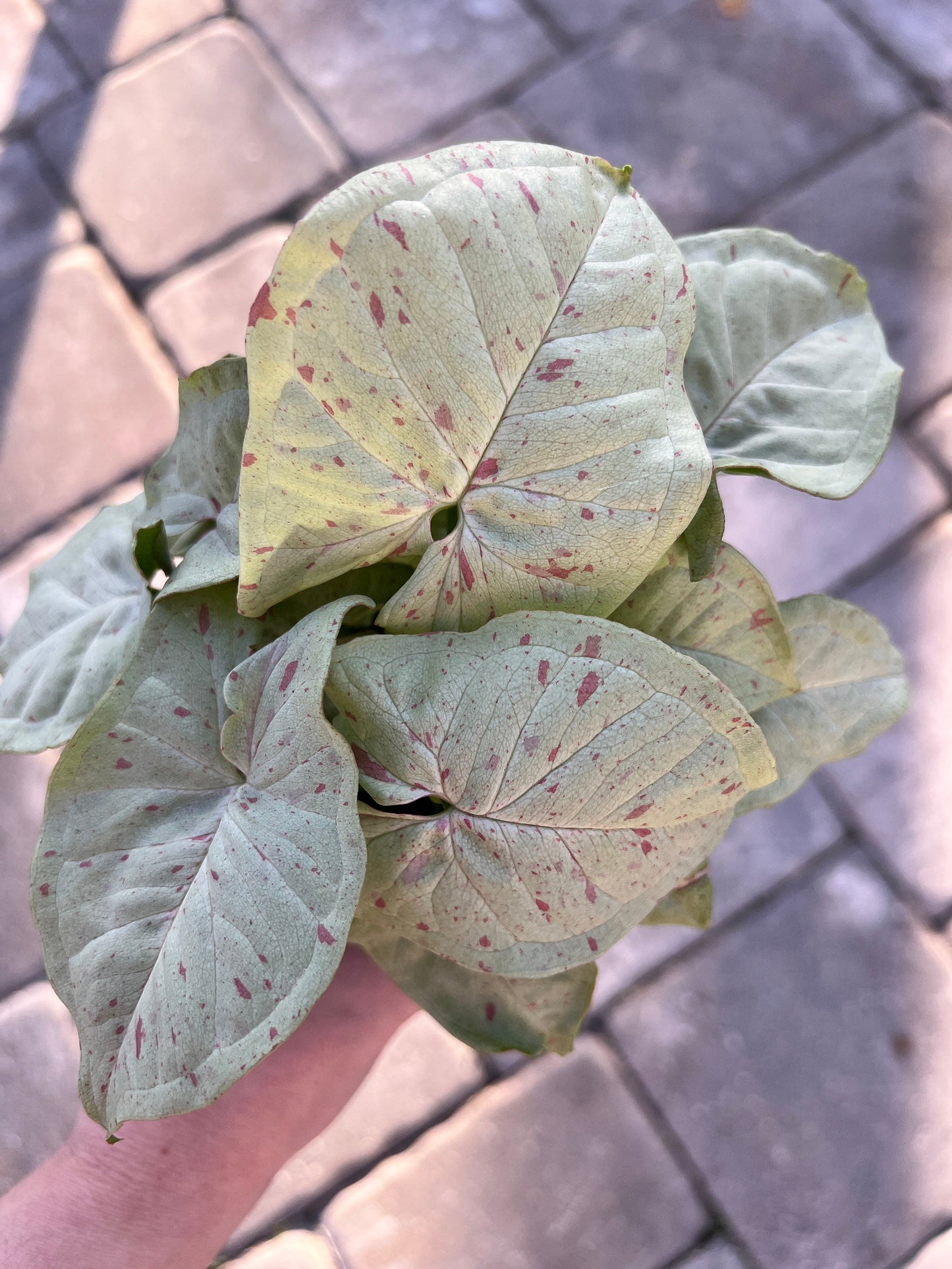 Syngonium Milk Confetti 4"