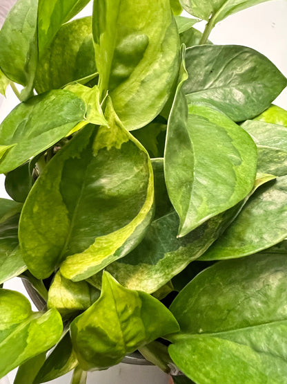 Lemon Meringue Pothos Cutting