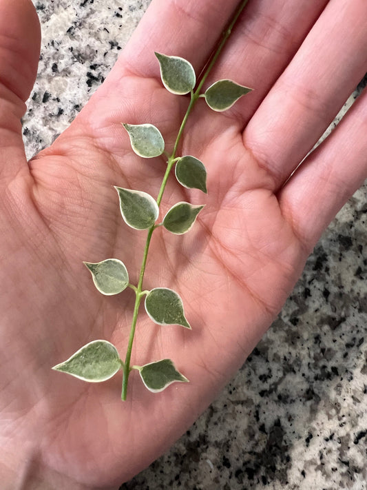 Variegated Dischidia Ruscifolia 'Million Hearts' Unrooted Cutting