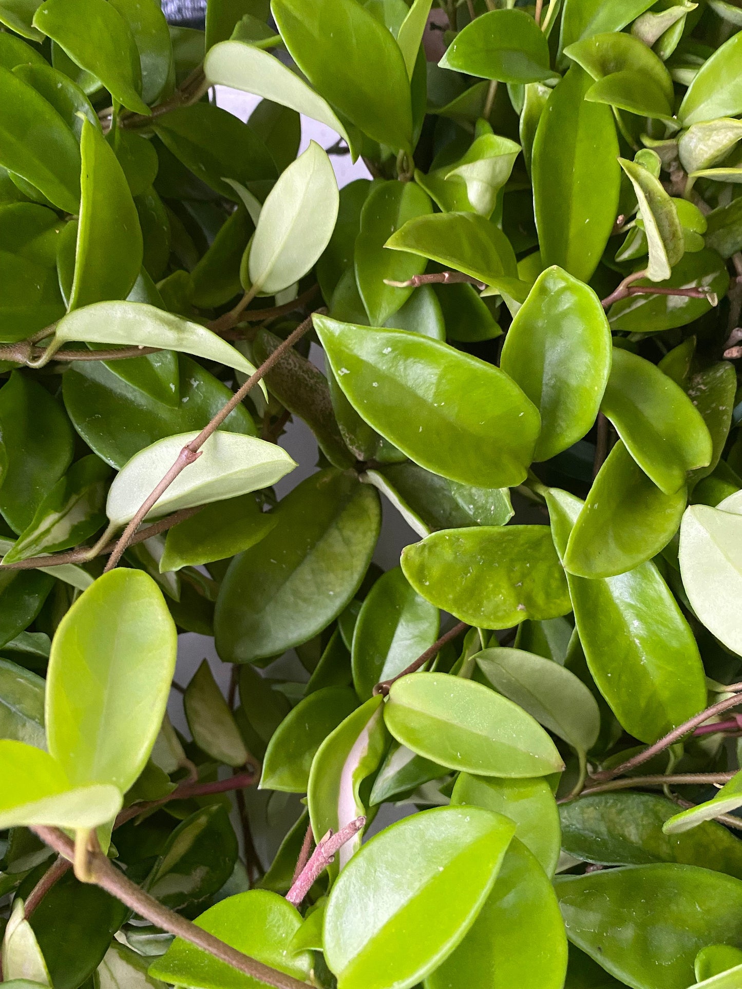 Hoya Jade Cutting