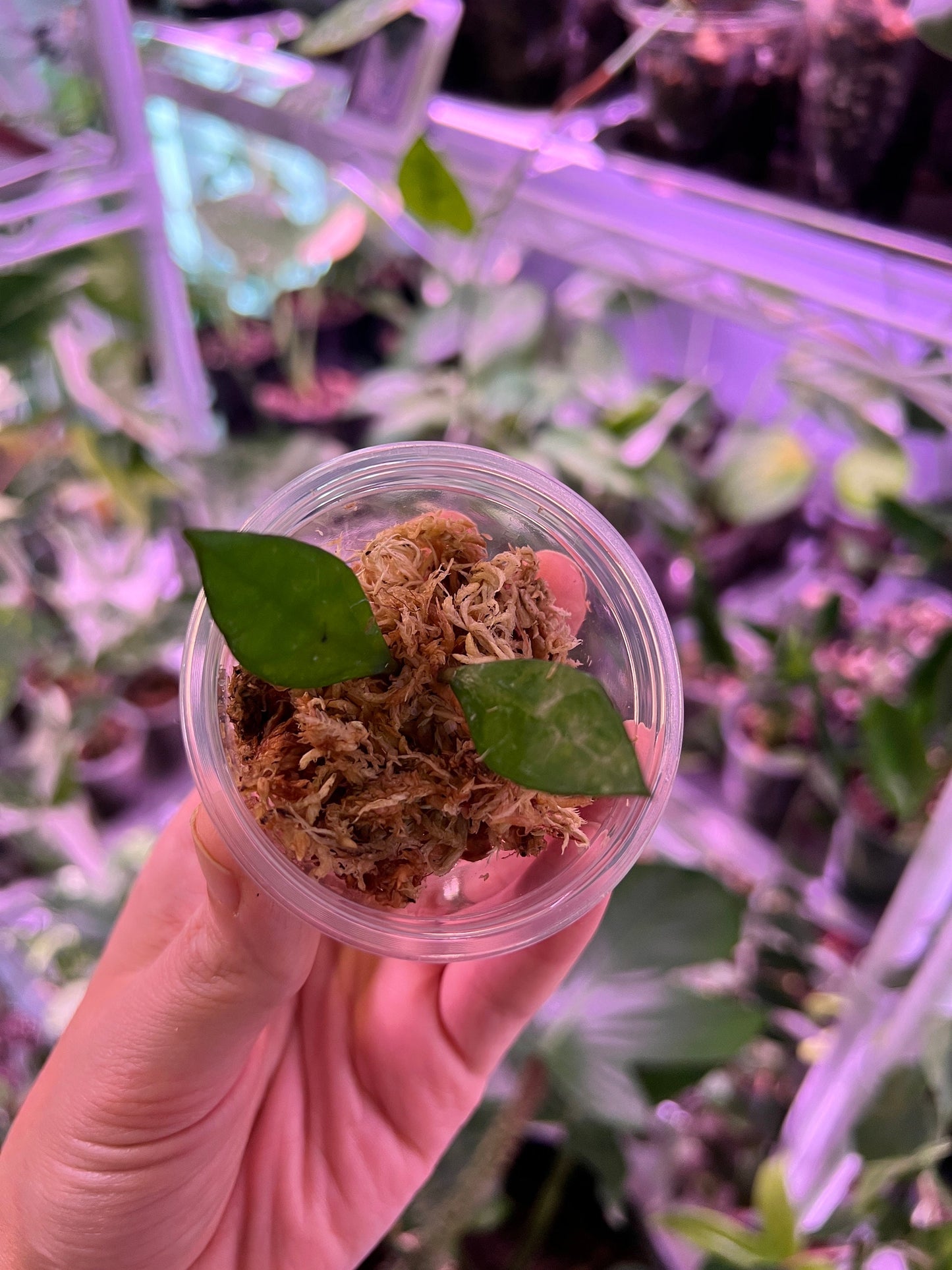 Hoya Krohniana Black Cutting
