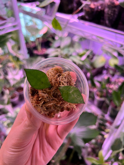 Hoya Krohniana Black Cutting