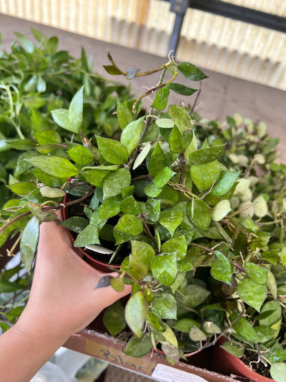 Hoya Krohniana Black Cutting
