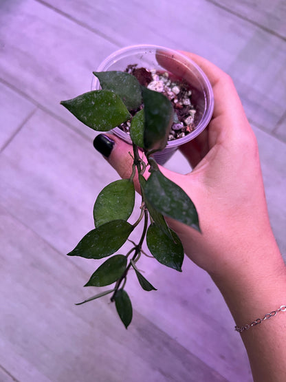 Hoya Krohniana Black Starter
