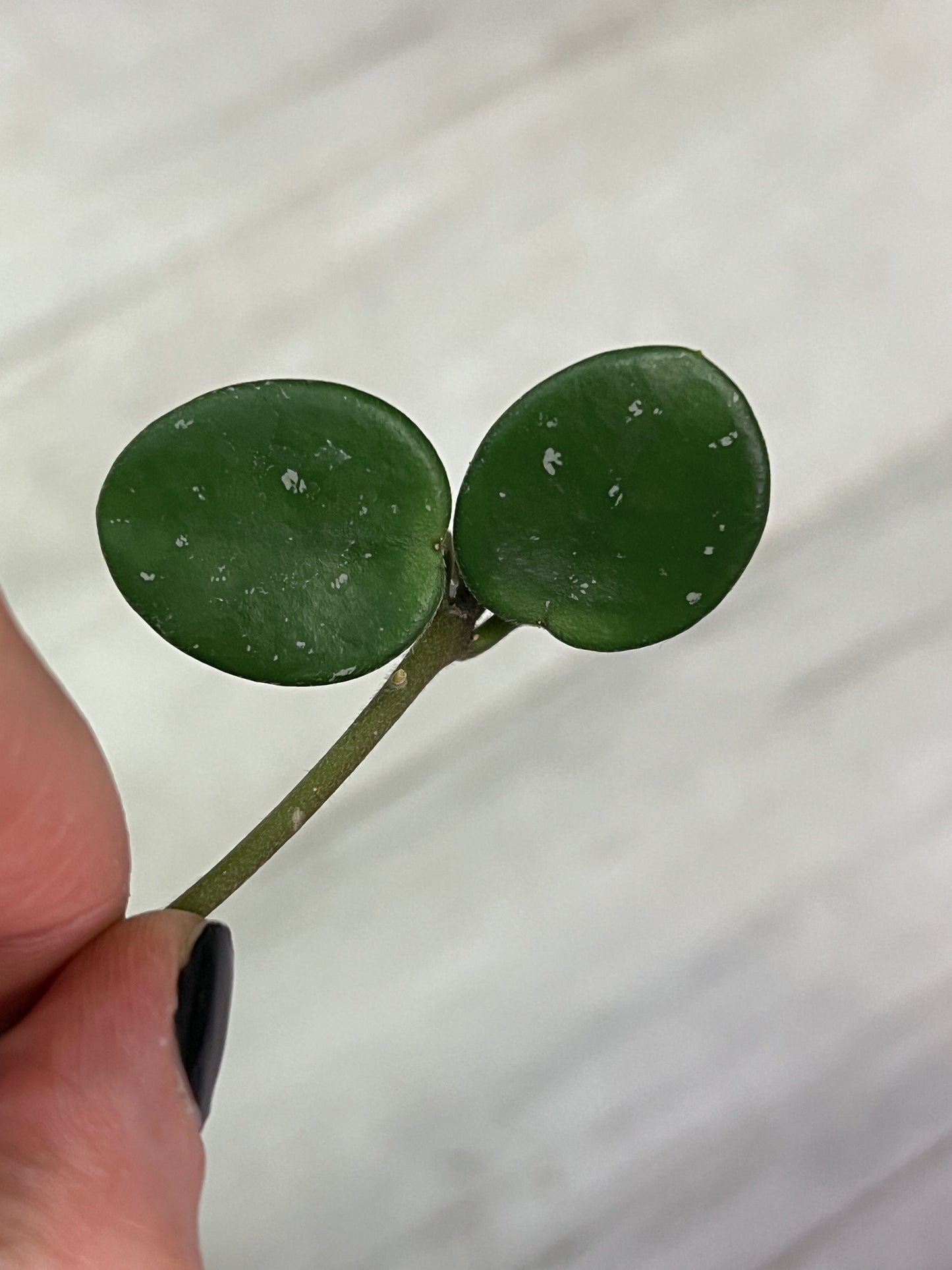 Hoya Mathilde Cutting