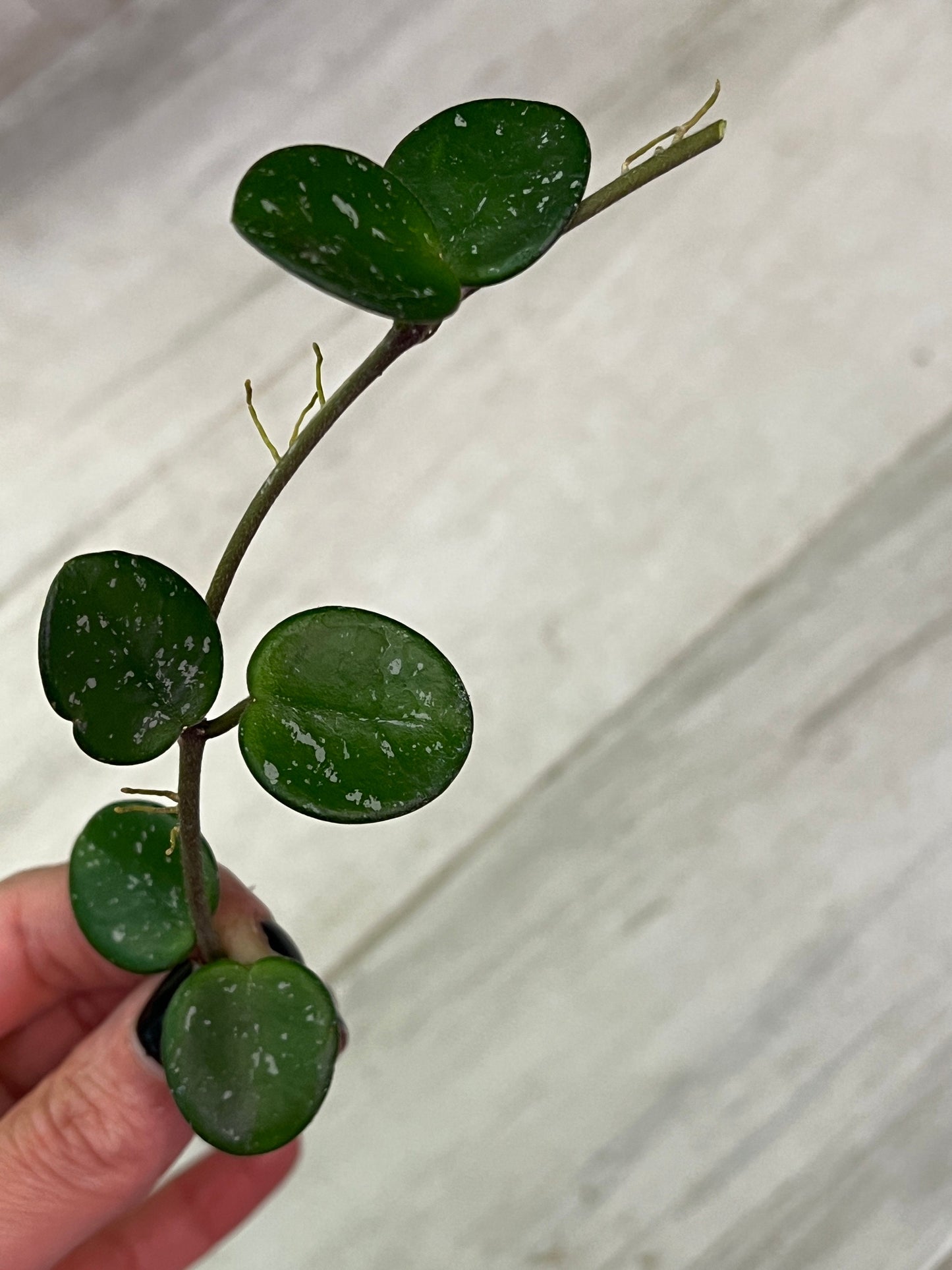 Hoya Mathilde Cutting