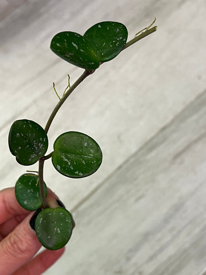 Hoya Mathilde Cutting