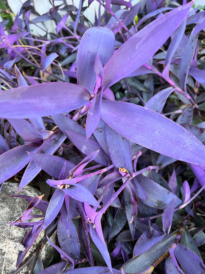 Purple Queen Cuttings