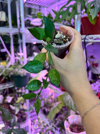 Hoya Krohniana Black Starter