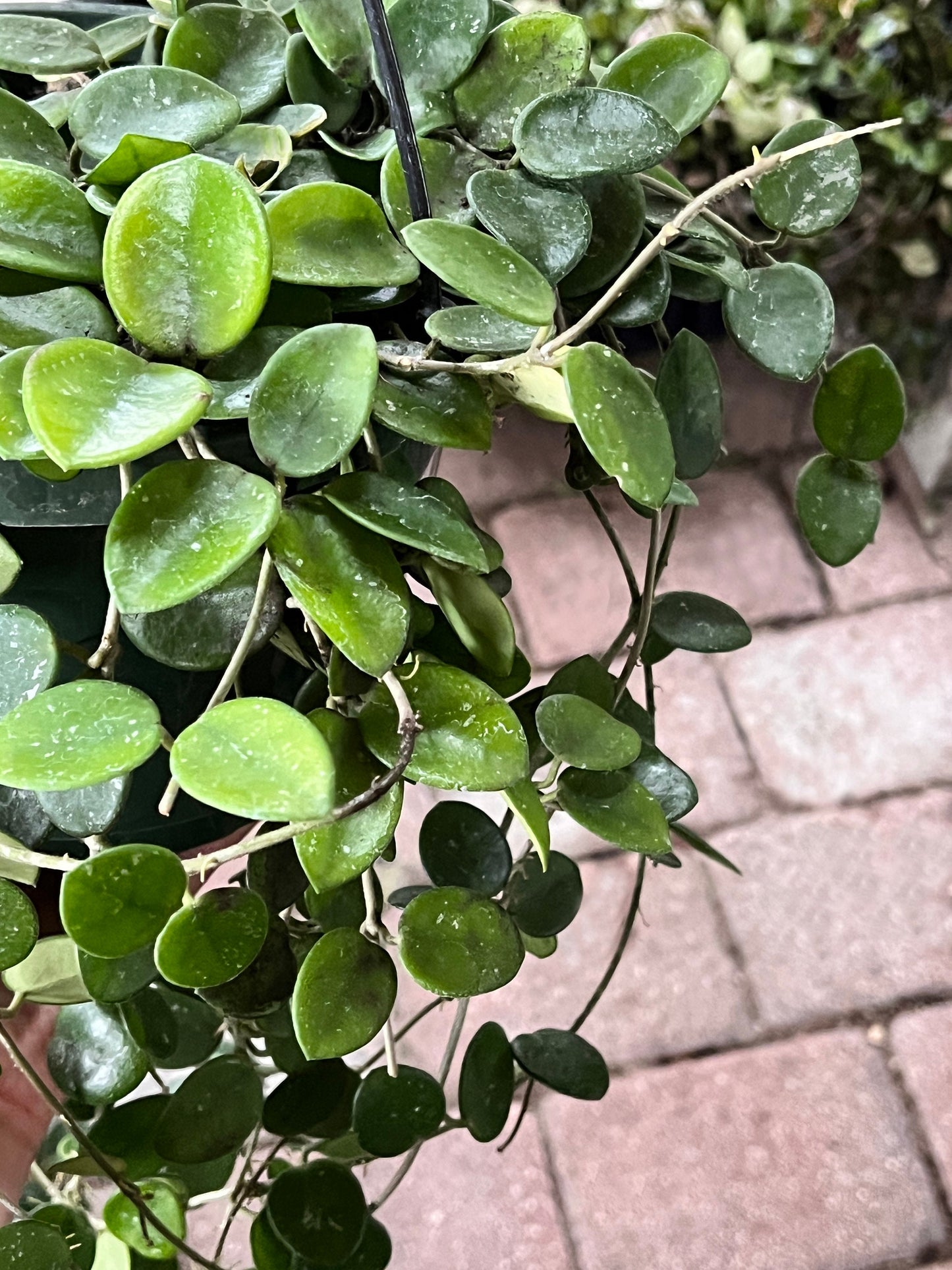 Hoya Mathilde Cutting