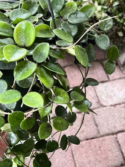 Hoya Mathilde Cutting