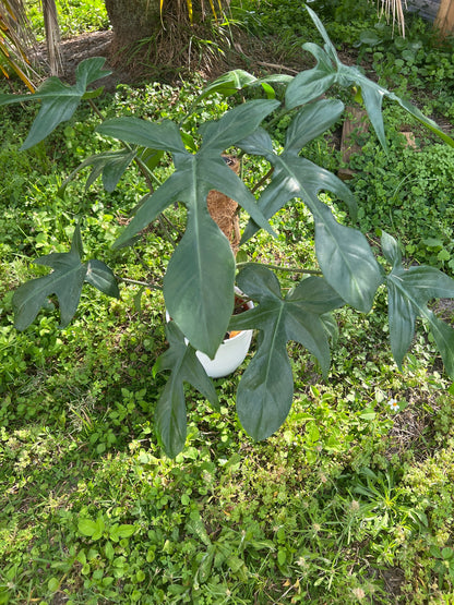 Philodendron Florida Green Cutting