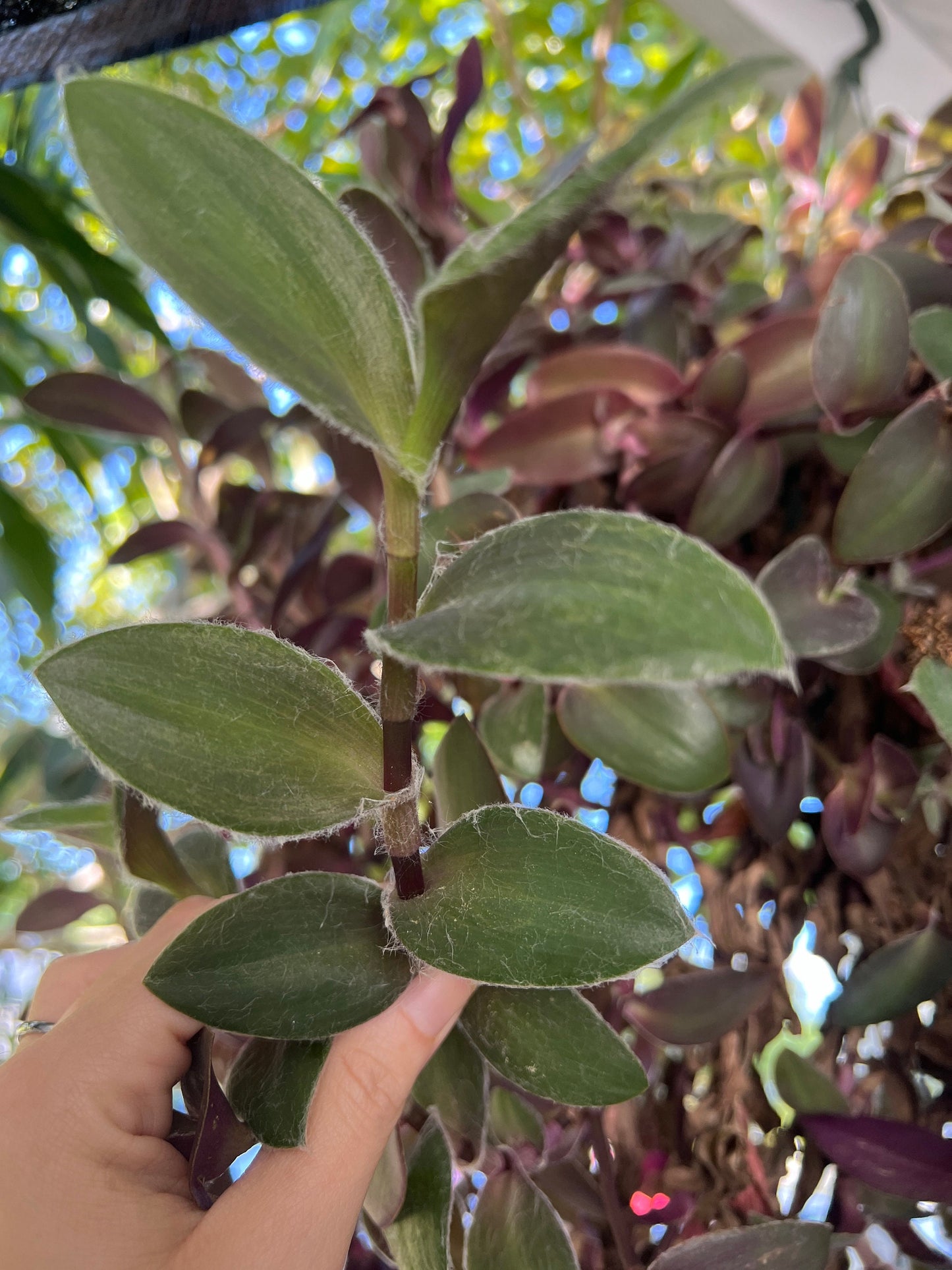 Tradescantia Pallida 'Pale Puma' Cutting