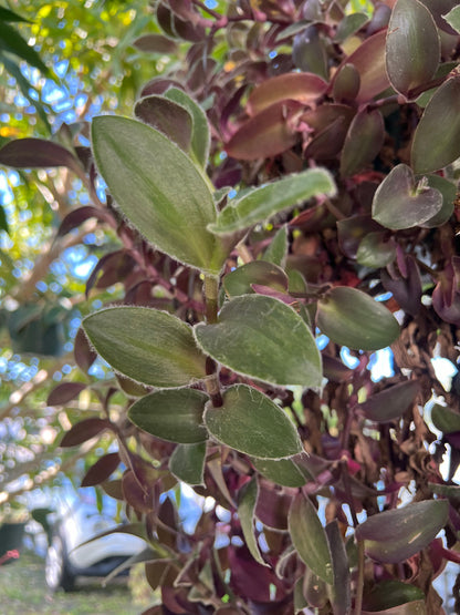 Tradescantia Pallida 'Pale Puma' Cutting