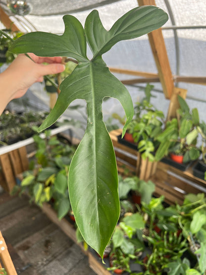 Philodendron Florida Green Cutting