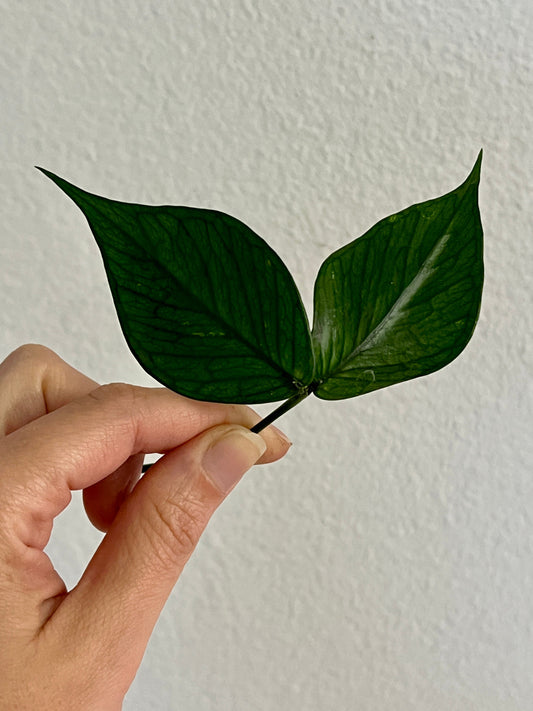 Hoya Polyneura ‘Fishtail’ Cutting