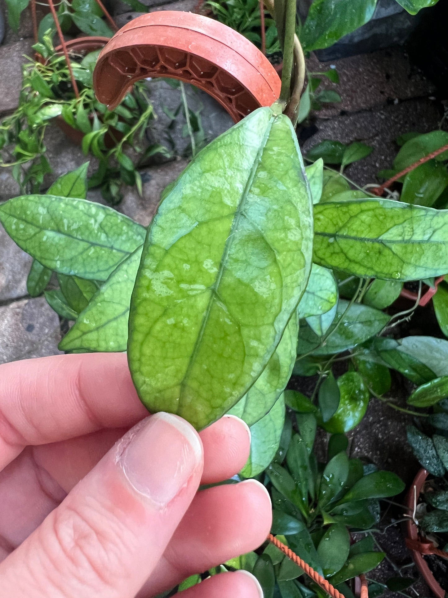 Hoya Crassipetiolata Cutting
