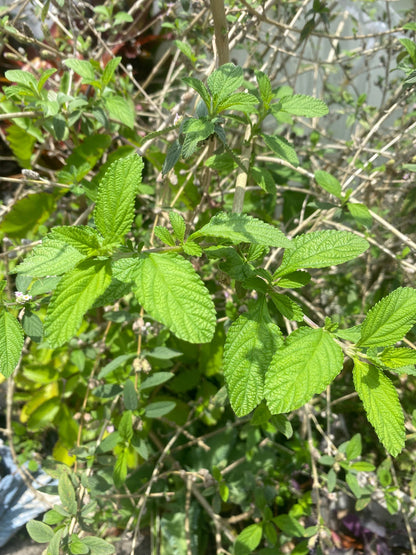 Bushy Mattgrass Cuttings