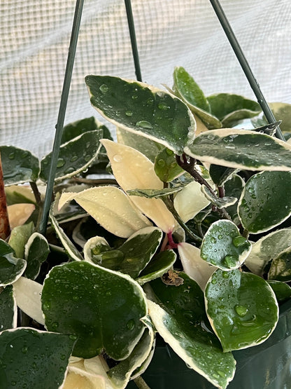 Hoya Carnosa Krimson Queen Cutting