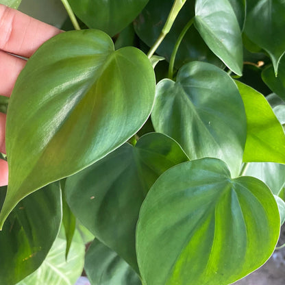 Heartleaf Philodendron Cutting