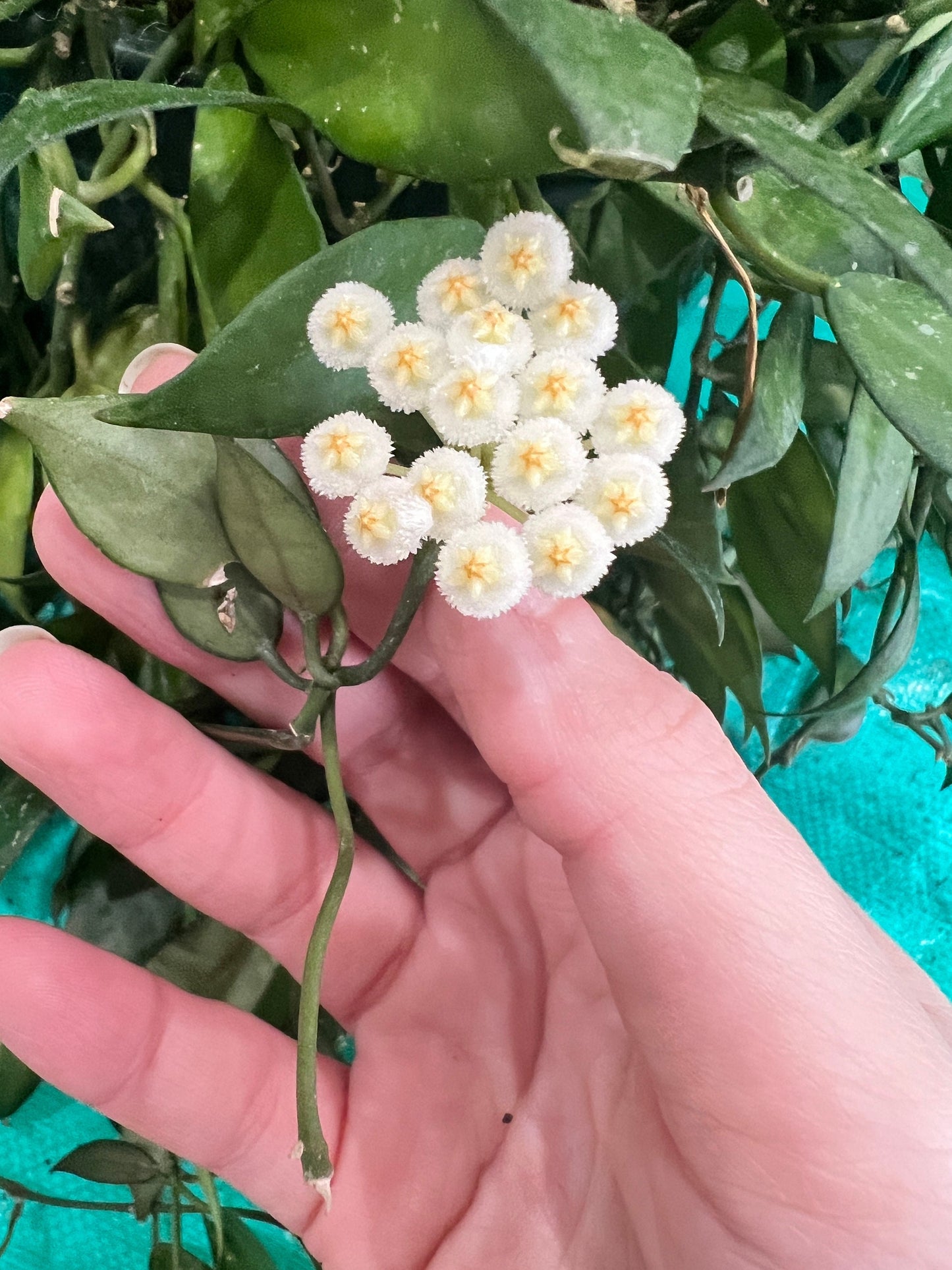 Hoya Lacunosa Cutting