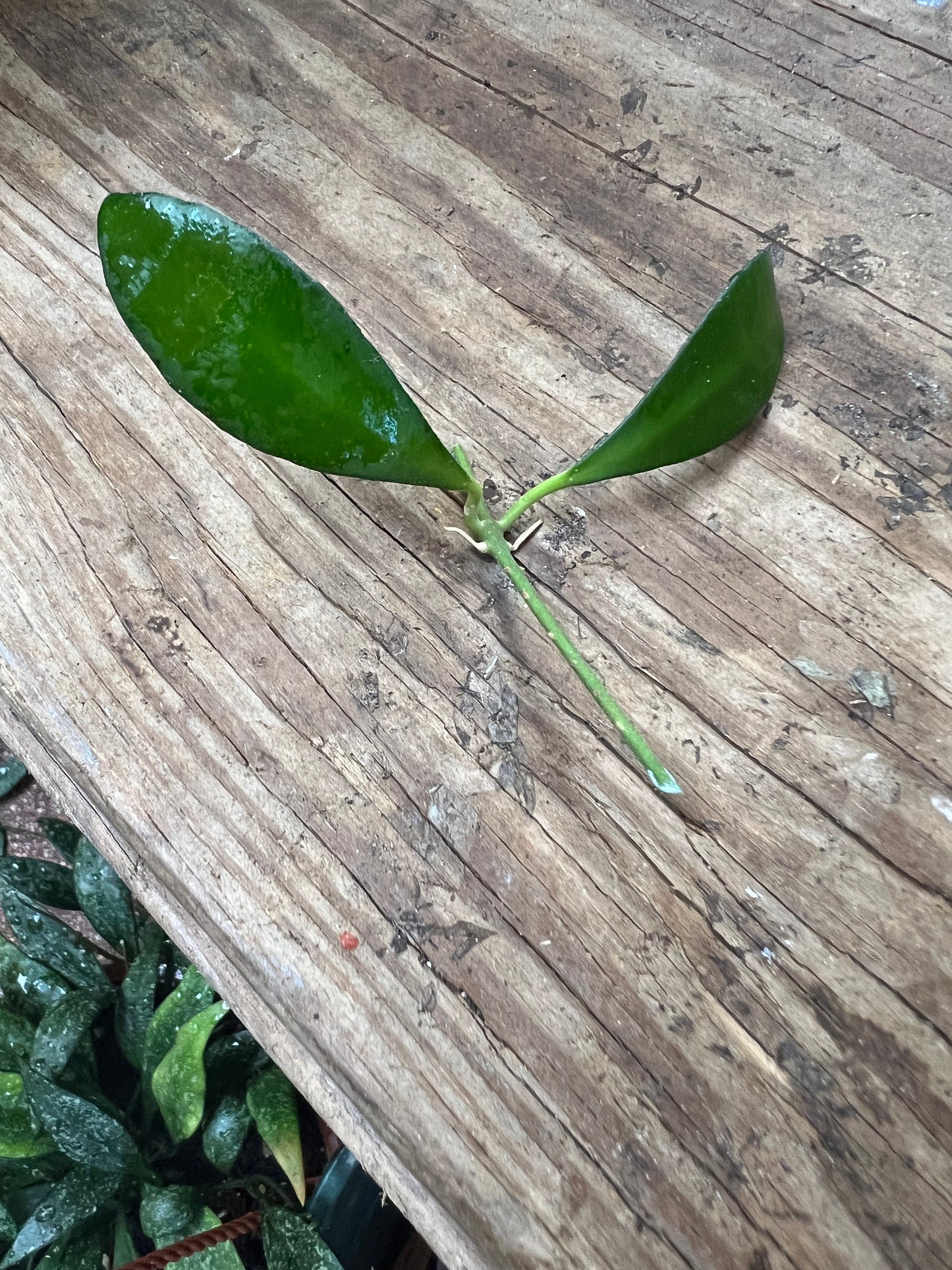 Hoya Noona Cutting