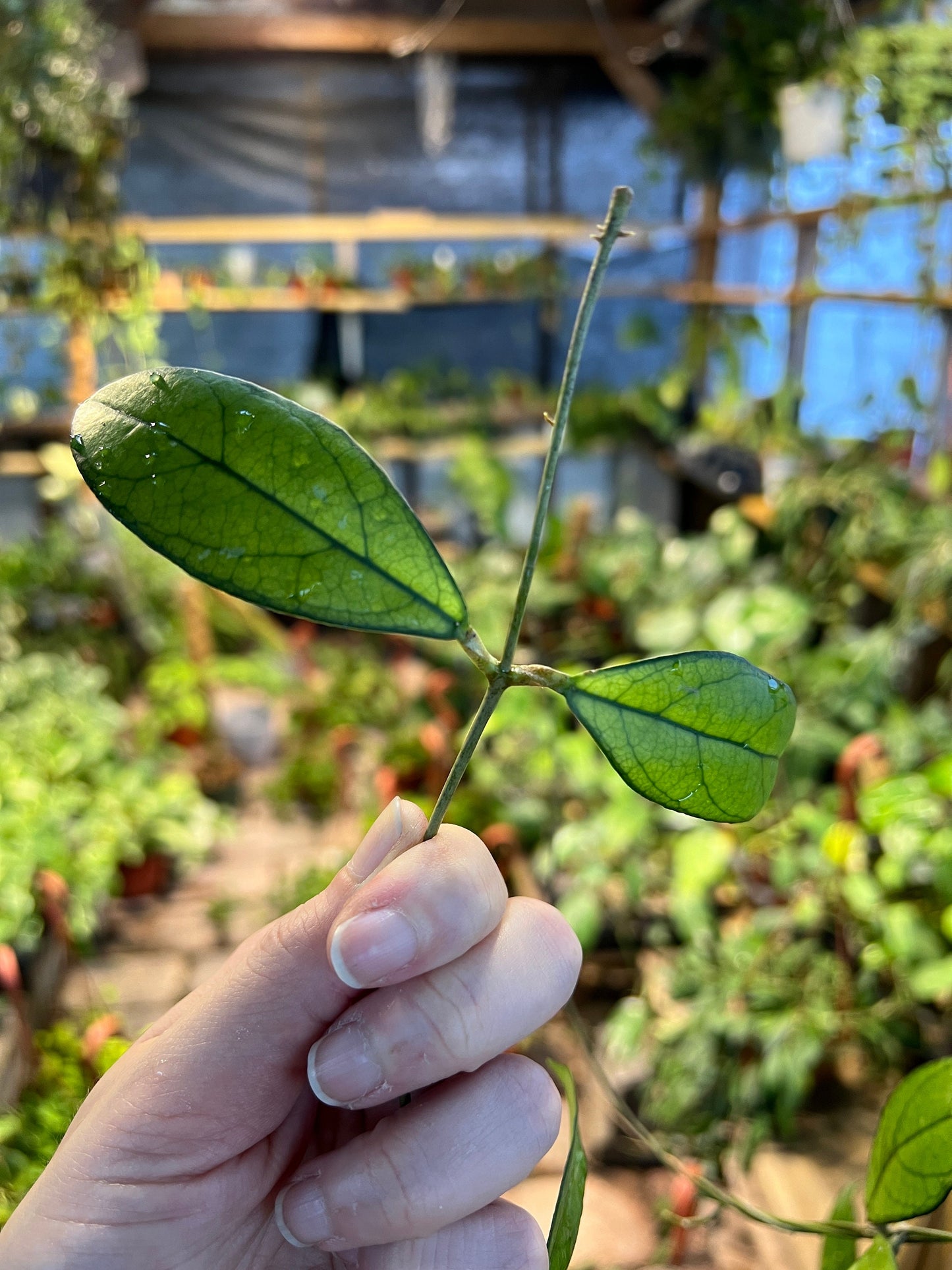 Hoya Crassipetiolata Cutting