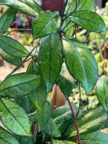 Hoya Crassipetiolata Cutting