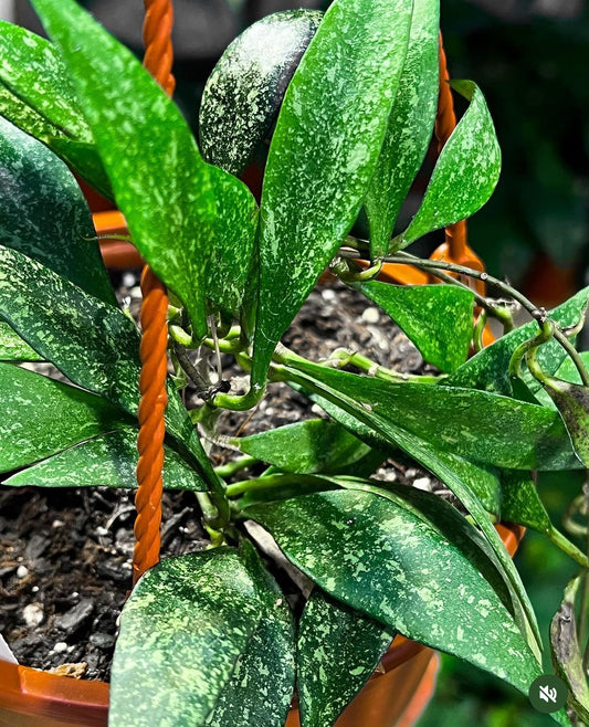 Hoya Parviflora Splash Cutting