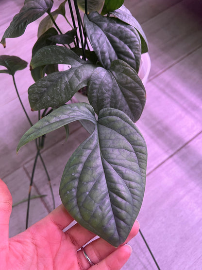 Amydrium Silver Cutting