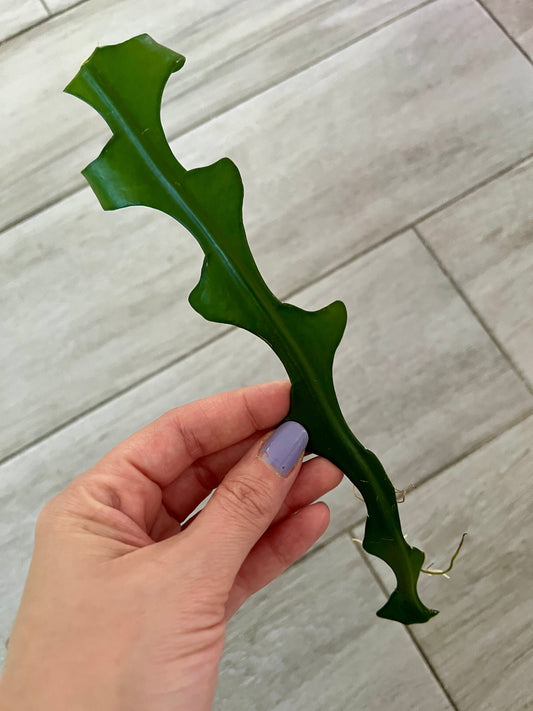 Zig Zag Cactus 'Epiphyllum Anguliger' Cutting