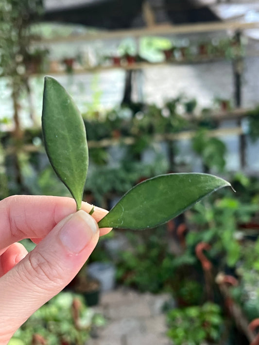 Hoya Rosita Cutting