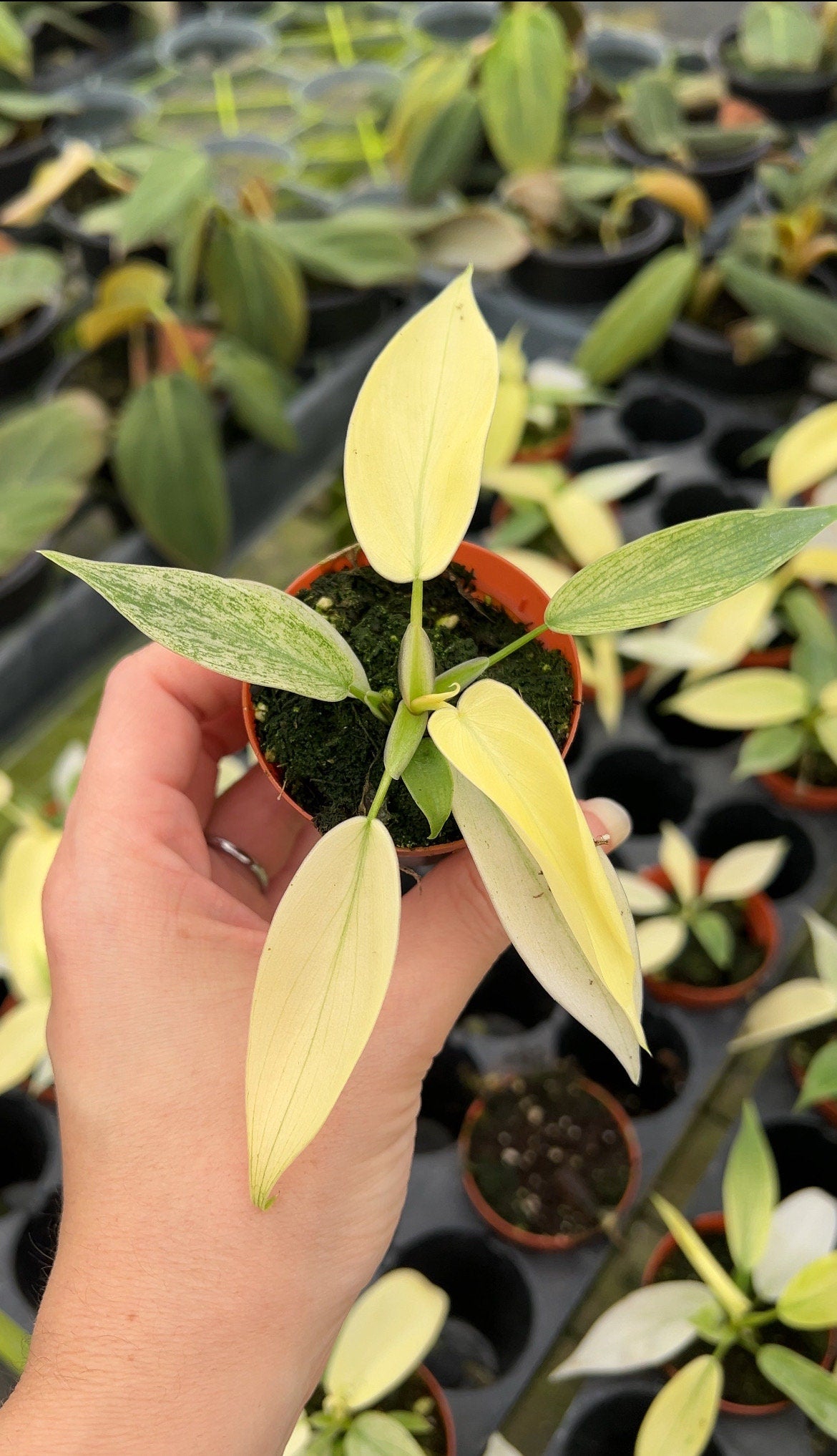 Philodendron Florida Ghost 3” Starter